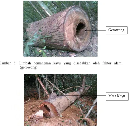 Gambar 8. Limbah pemanenan kayu yang disebabkan oleh faktor alami (bengkok) 