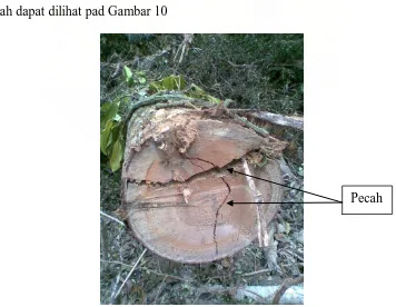 Gambar 9. Limbah pemanenan kayu yang disebabkan oleh faktor alami (banir) 
