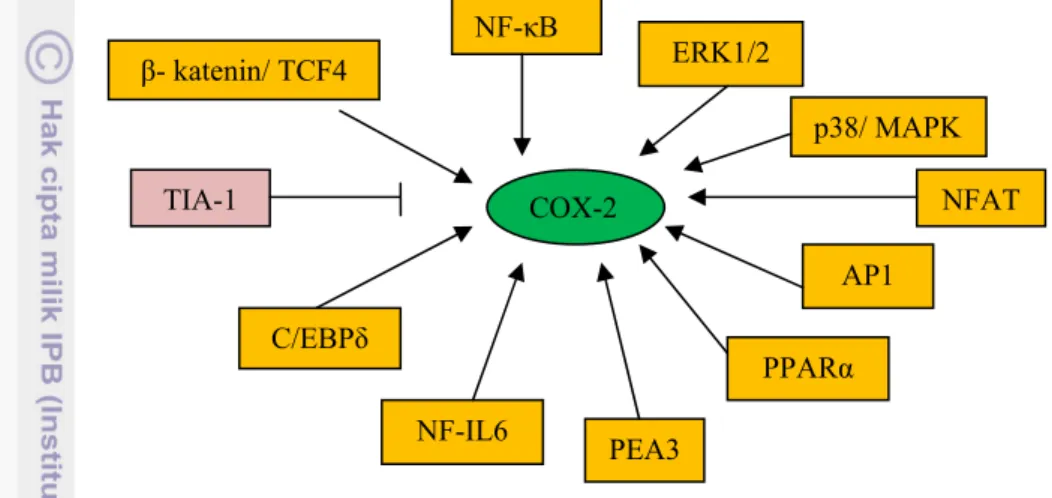 Gambar 1  Faktor regulasi protein induser COX-2 (Voutsadakis 2007) 