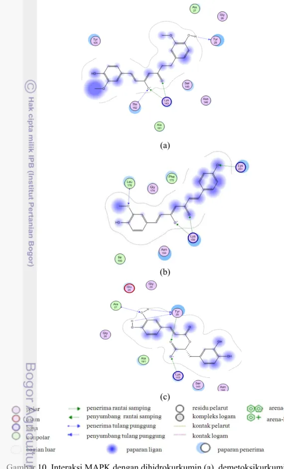 Gambar 10  Interaksi MAPK dengan dihidrokurkumin (a), demetoksikurkumin (b),  dan asam rosmanirat (c)