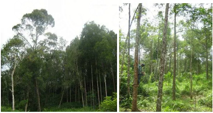 Gambar 4. kawasan hutan kemenyan 