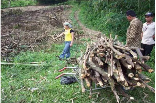 Gambar 5.  Petani Hutan Rakyat Mengumpulkan Kayu Bakar Untuk Dimanfaatkan 