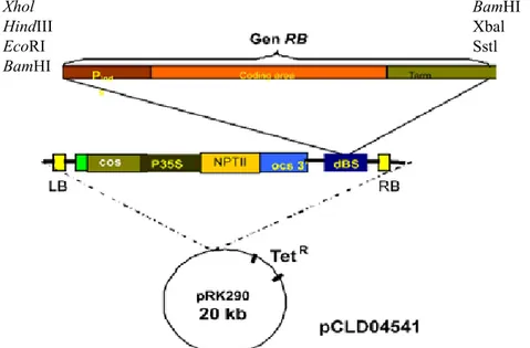 Gambar 1.   Peta modifikasi plasmid biner pCLD04541 (Modified map of pCLD04541 binary  plasmid)