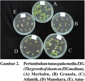 Tabel 2.   Hasil studi respons tanaman terhadap kanamisin pada berbagai konsentrasi (The  results of plant response to kanamycin in different concentration)