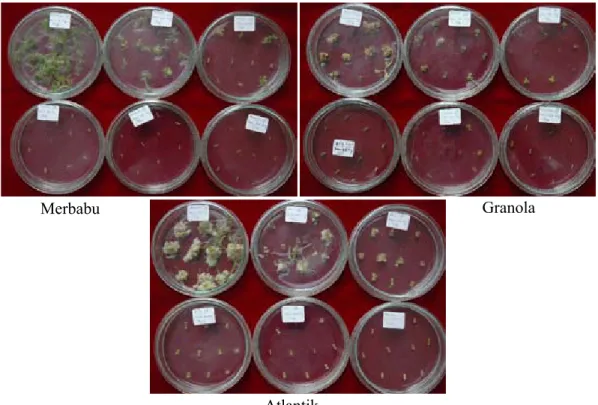 Gambar 4 menunjukkan koloni A. tumefaciens  yang mengandung plasmid pCLD04541 mampu  tumbuh  pada  media  LB  yang  mengandung  tetrasiklin  50  mg/l  dan  rifampisin  10  mg/l