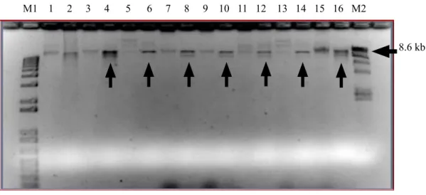Gambar 5.   Konfirmasi keberadaan gen RB di A. tumefaciens (Confirmation of RB gene in A
