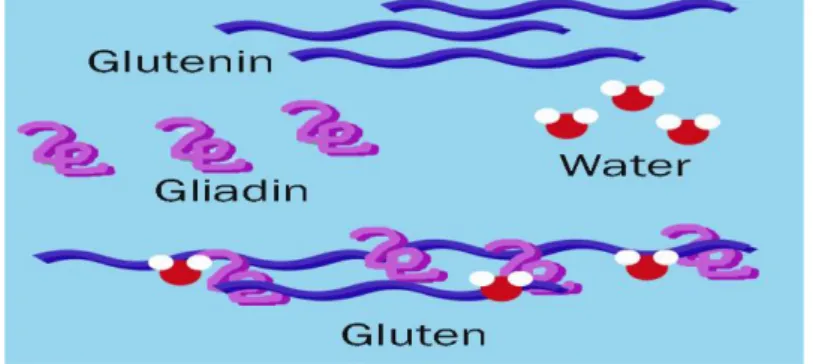 Gambar 4. Struktur ikatan gluten dan air 