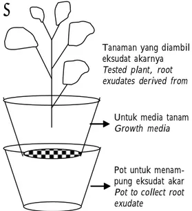 Gambar  1.  Skematis  pot  ganda  yang  digunakan dalam percobaan kompetisi alelopati.