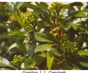 Gambar 1.1. Cengkeh 