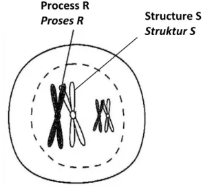 Diagram 3.1 shows part of the stages of meiosis in an animal cell. 