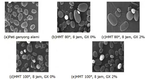 Gambar 1. Bentuk granula pati ganyong alami (a), pati ganyong modifikasi HMT 80  o C,   8 jam, GX 0% (b), HMT 80  o C, 8 jam, GX 2% (c), HMT 100  o C, 8 jam,  