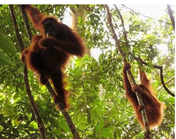 Gambar 1. Orangutan Sumatera (Pongo abelii). 
