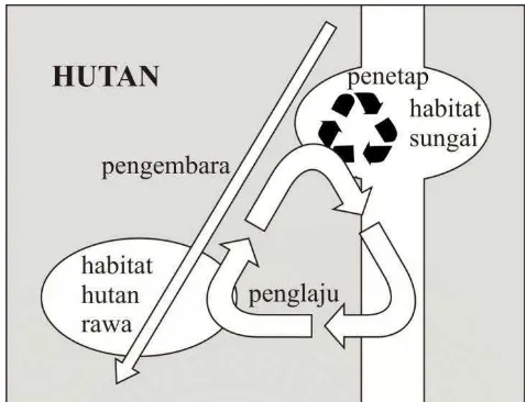 Gambar 2. Skema berbagai pola penjelajahan orangutan (Meijard et al., 2001). 