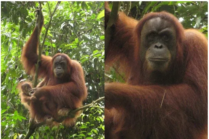 Gambar 7. Fokal Minah dan bayi orangutan Chaterine. 