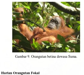 Gambar 9. Orangutan betina dewasa Suma. 