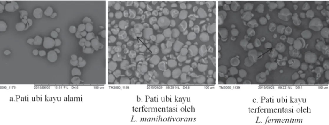 Gambar 1. Granula pati ubi kayu alami dan yang difermentasi   dengan L. manihotivorans dan L