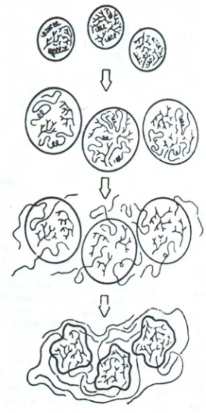 Gambar  2. Mekanisme gelatinisasi pati (Harper, 1990) 
