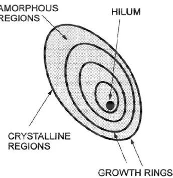 Gambar 3. Ilustasi bentuk granula pati (Manuel, 1996) 