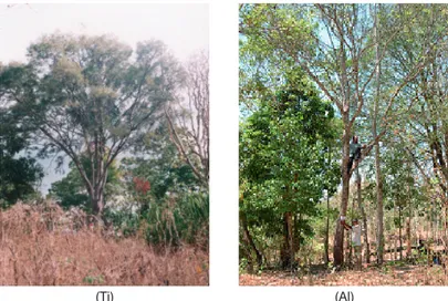 Tabel 1.  Sidik ragam nilai peluang pengaruh faktor pohon induk  dan pemupukan terhadap laju pertumbuhan tinggi semai  cendana