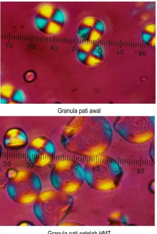 Gambar 3.   Bentuk mikroskopis granula tapioka (Syamsir et al., 2011) 