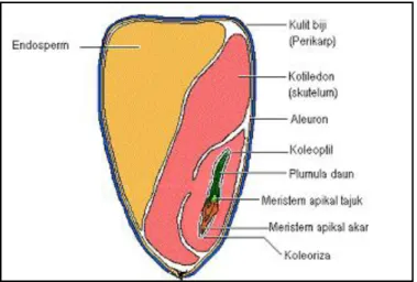 Gambar 2. Anatomi biji jagung dan bagian-bagiannya   (Subekti et al. 2007 di dalam Lestari 2009) 