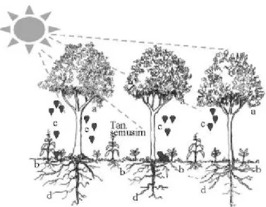 Gambar 1. Interaksi antara tanaman tahunan dengan tanaman semusim pada sistem agroforestri (a = naungan; b = kompetisi akan air dan hara; c = daun gugur (seresah)