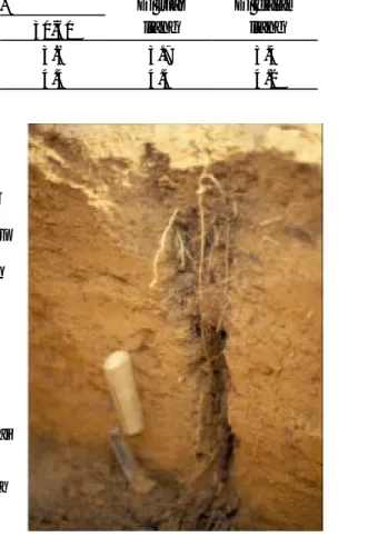 Tabel 2. pH tanah pada berbagai kedalaman dalam profil tanah yang dibuat pada petak budidaya pagar dan di dalam liang akar pada lapisan tanah bawah pada Ultisol, Onne, Nigeria (Hairiah &amp; van Noordwijk, 1986).