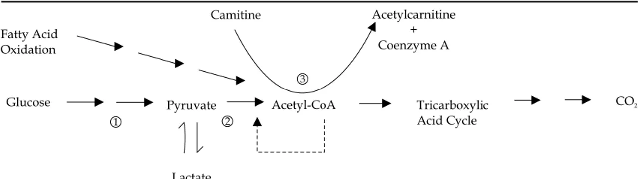 Gambar 1. Reaksi oksidasi mitokondria asam lemak selama berolahraga (Brass, 2000)