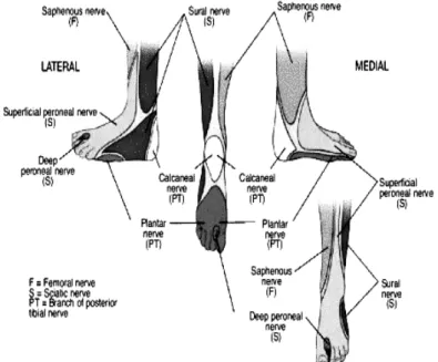 Gambar 1. Distribusi sensorik daerah tungkai bawah dan mata kaki 6