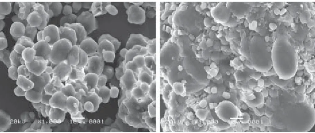 Gambar 1. Granula pati jagung (kiri) dan terigu (kanan) pada perbesaran 1.000 x (Suarni et al
