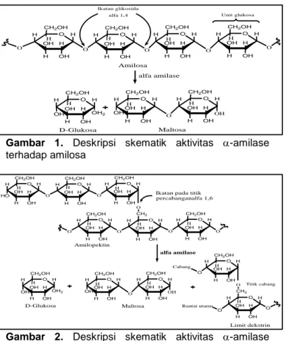 Gambar  1.  Deskripsi  skematik  aktivitas  -amilase  terhadap amilosa 