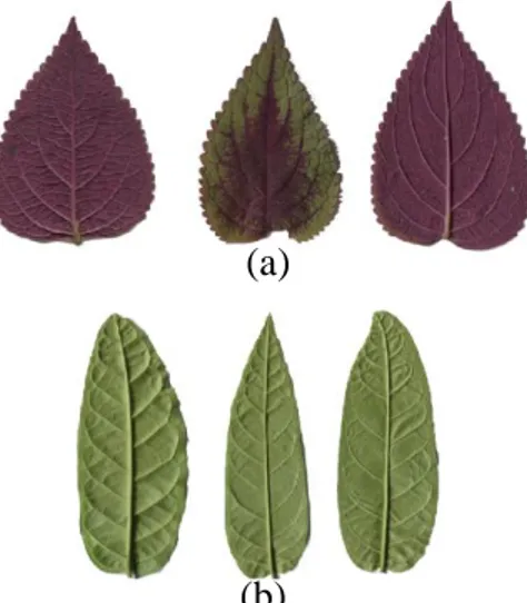 Gambar 7 merupakan contoh data citra yang mempunyai akurasi tersebut. Gambar  7 menunjukkan bahwa data citra spesies 60 (Solanum sp) dan 45 (Piper anduncum),  secara  visual  memiliki  tingkat  intensitas  cahaya  dan  tekstur  yang  seragam  dan  hampir s