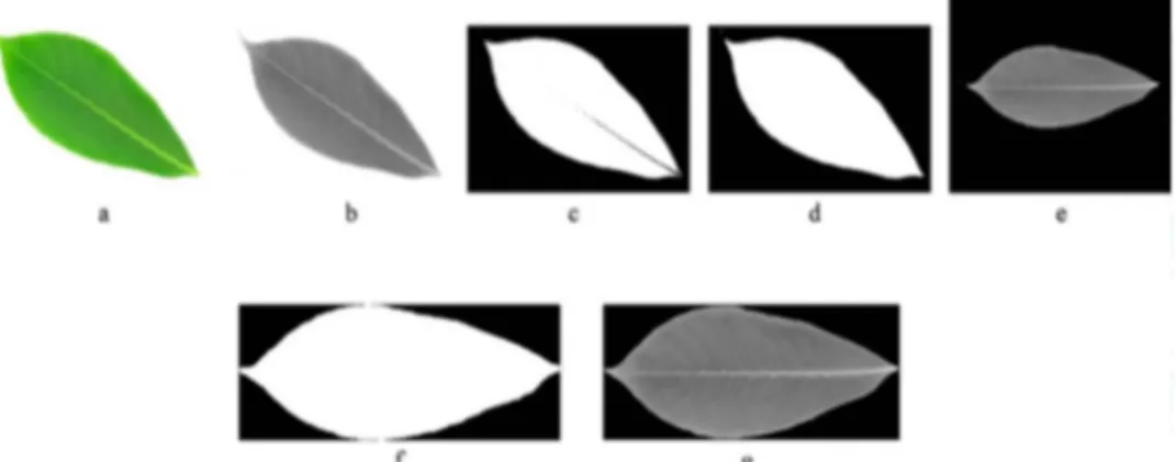 Gambar 1. Tahap praproses citra. (a): citra asli; (b): citra grayscale; (c): citra biner; (d): citra hasil dilasi dan erosi; (e): citra hasil rotasi; (f): citra biner hasil  shrinking dan resize; (g): citra grayscale hasil shrinking dan resize [9]