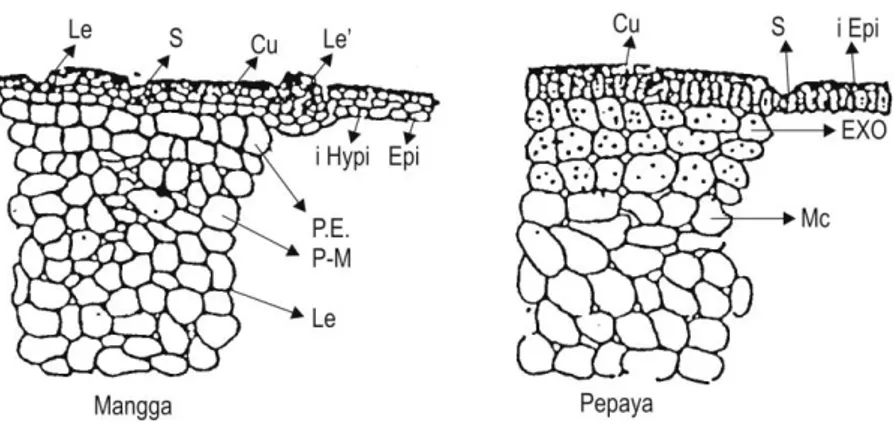 Diagram struktur buah mangga dan pepaya (lentisel (Le), mulut kulit (S),  Kutikula (Cu), Epidermis (Epi), Hipedermis (Hyp), Parenkim Kulit Luar (PE), 