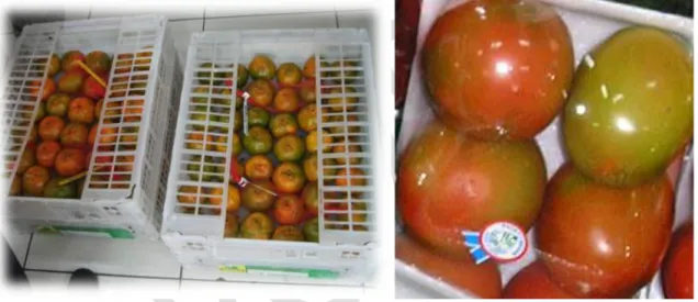Gambar 6.  Pengemasan buah jeruk secara terbuka (kiri) dan pengemasan buah tomat             secara tertutup (kanan) 