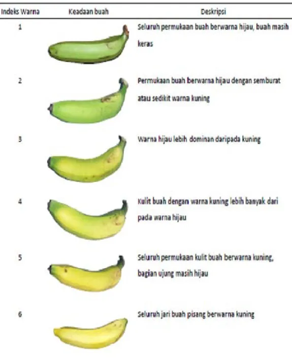 Tabel 4.Kematangan buah pisang berdasar indeks warna kulit 