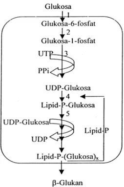 Gambar 6. Jalur sintesis    -glukan (Atlas, 1989) 