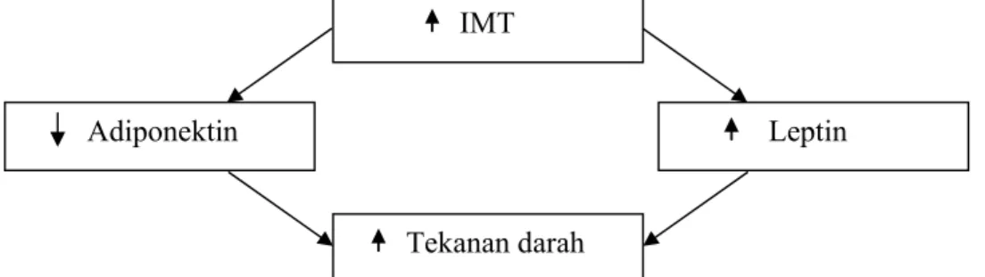Gambar 2.2 Hubungan IMT dengan peningkatan tekanan darah (Narkiewicz,  2006) 