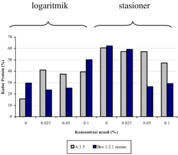 Gambar 7.  Histogram kadar protein dari Agrobacterium  radiobacter A 1.5 dan Agrobacterium sp