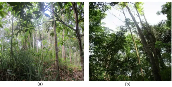 Gambar 3. Kondisi agroforestri karet di Desa Sijungkang (a) Perpaduan tanaman karet,          kuweni, pisang, dan nanas ; (b) Perpaduan tanaman karet, petai, dan aren   Agroforestri ini didominasi oleh tanaman karet yang berumur 10-12 tahun  dan merupakan 