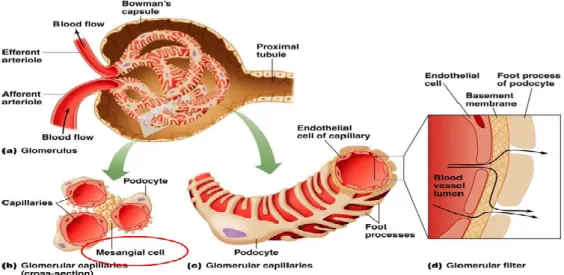 Gambar 1. Dinding kapiler glomerulus sebagai filter biologis komplek. 