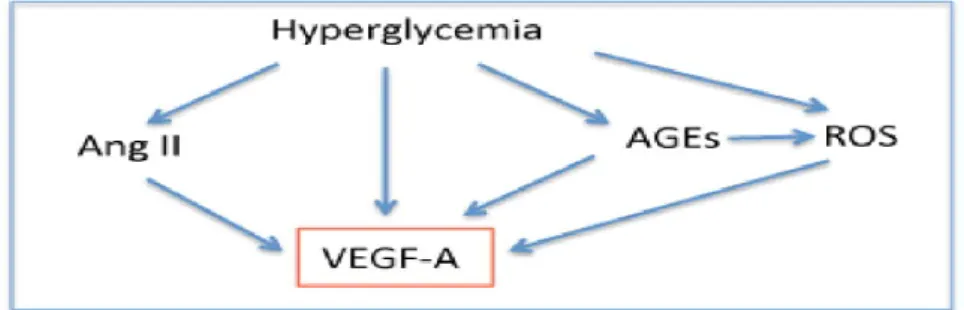 Gambar 2. Pathways peningkatan VEGF pada diabetes Melitus   Sumber : Alda Tufro &amp; Delma Veron, 2012 