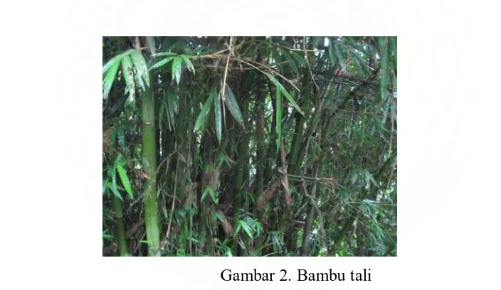 Gambar 2. Bambu tali 
