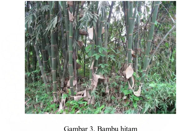 Gambar 3. Bambu hitam 