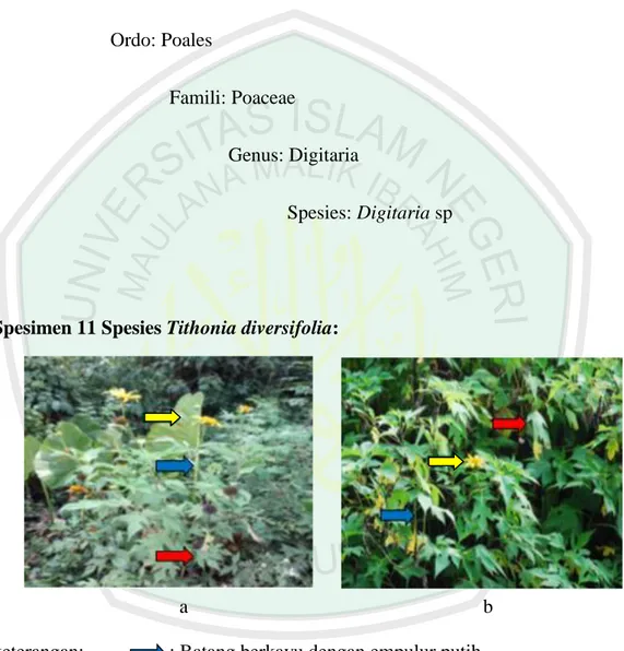 Gambar 4.11 Spesimen 11 Spesies Tithonia diversifolia a. Hasil penelitian  b. Literatur (Plantamor, 2013)