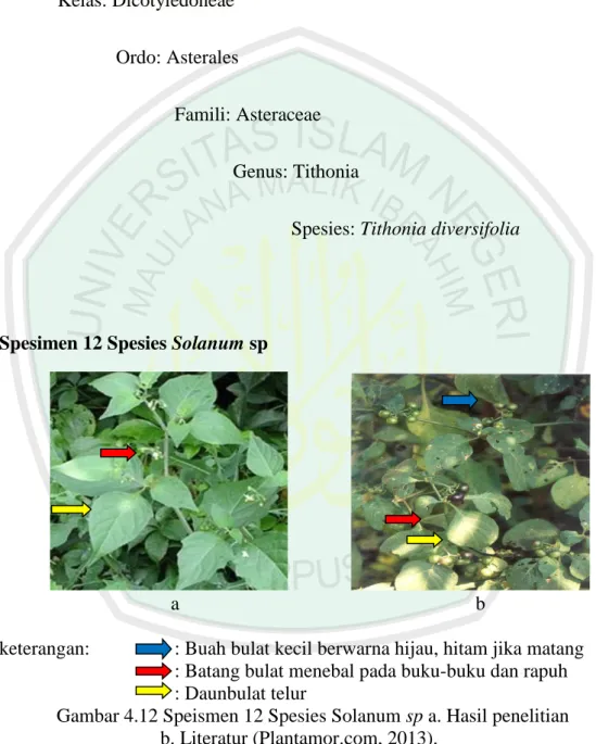 Gambar 4.12 Speismen 12 Spesies Solanum sp a. Hasil penelitian   b. Literatur (Plantamor.com, 2013)