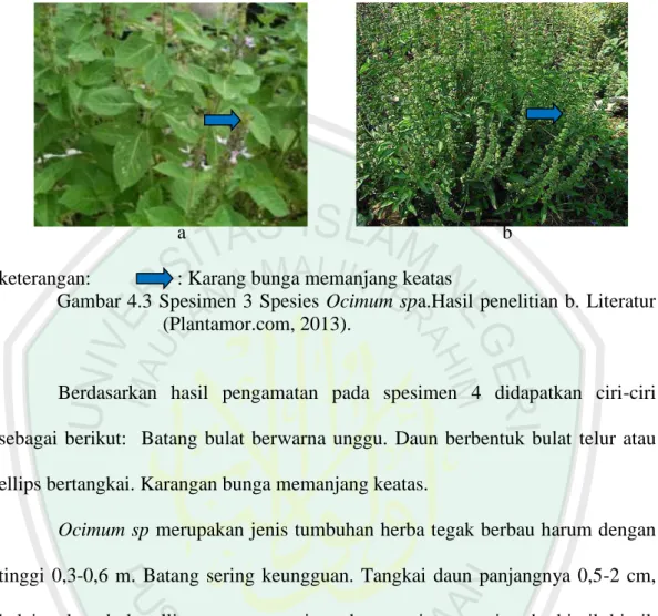 Gambar 4.3 Spesimen 3 Spesies Ocimum spa.Hasil penelitian b. Literatur  (Plantamor.com, 2013)