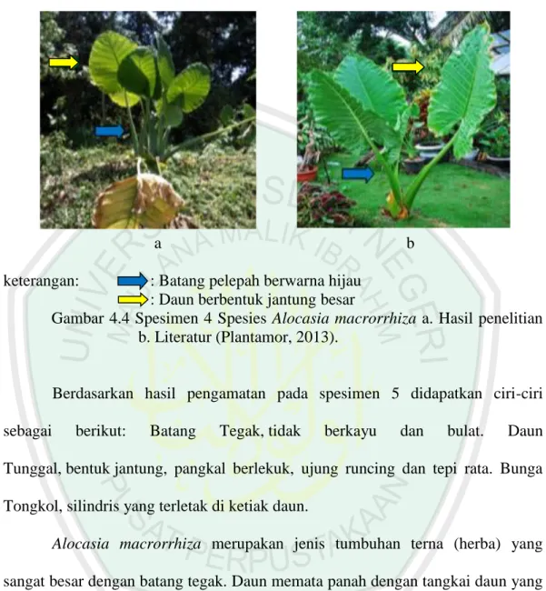 Gambar 4.4 Spesimen 4 Spesies  Alocasia macrorrhiza a. Hasil penelitian  b. Literatur (Plantamor, 2013)