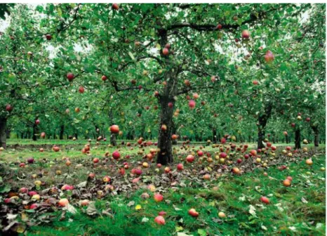 Gambar 5. Buah apel yang jatuh dari pohon merupakan salah satu bentuk energi  potensial (sumber : cerminhening.wordpress.com) 