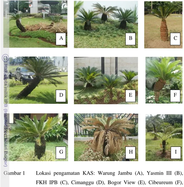 Gambar 1  Lokasi pengamatan KAS: Warung Jambu (A), Yasmin III (B),  FKH IPB (C), Cimanggu (D), Bogor View (E), Cibeureum (F),  RM